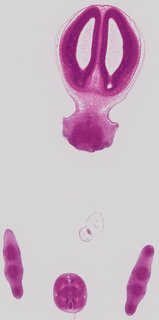 ds_10283_2272
