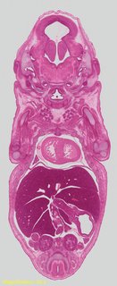 ds_10283_2315