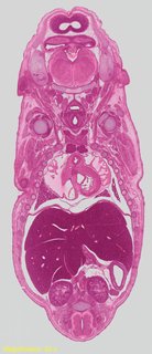 ds_10283_2317