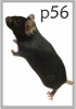 P56