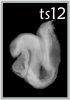 TS12