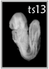 TS13