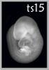 TS15