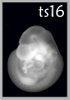 TS16