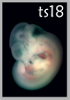 TS18