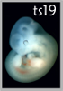 TS19