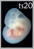 TS20
