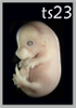TS23