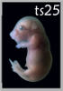 TS25