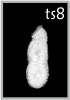 TS8