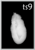 TS9